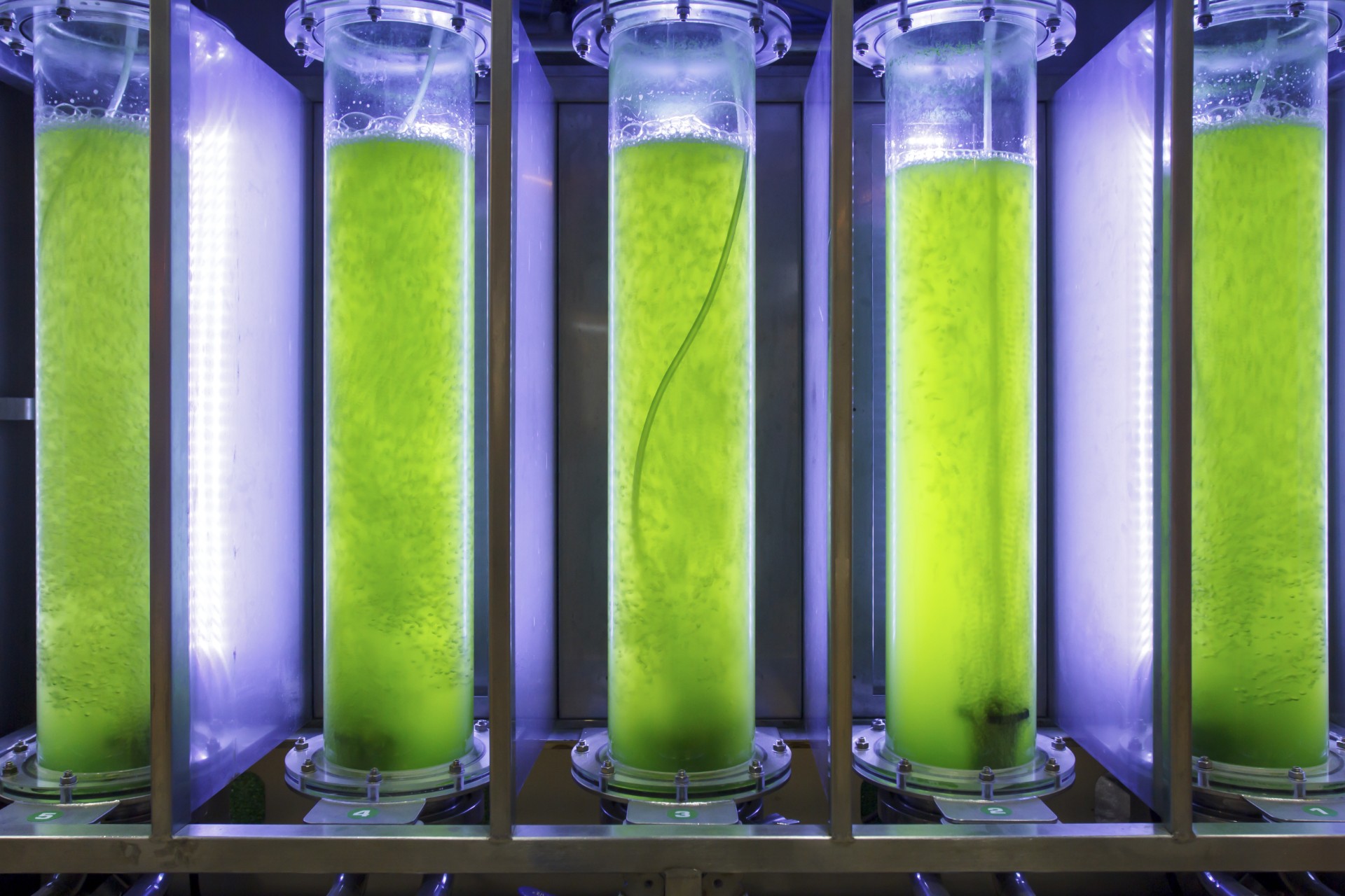 Bio fuel